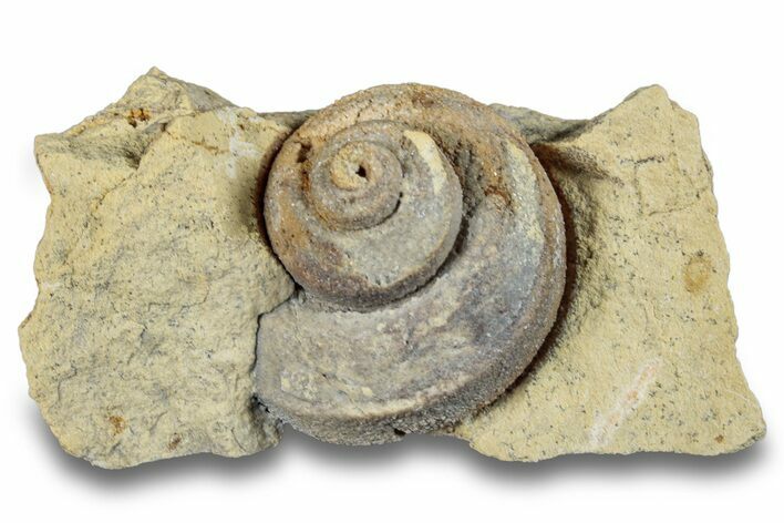 Ordovician Gastropod Fossil (Trochonema) - Wisconsin #257184